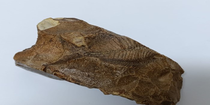 Besni’de 15 milyon yıllık balık fosili bulundu